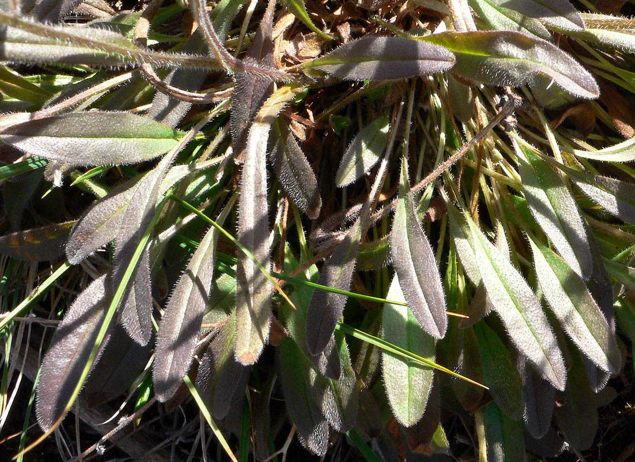 Image of genus Myosotis specimen.