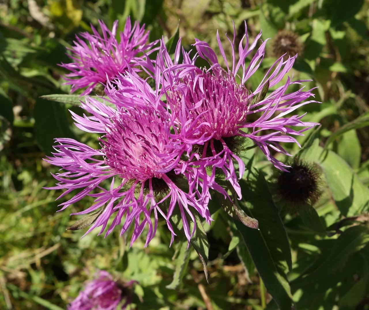 Image of Centaurea alutacea specimen.
