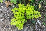 Robinia pseudoacacia. Молодое вегетирующее растение. Крым, г. Севастополь, в парке, в озеленении. 24.09.2018.