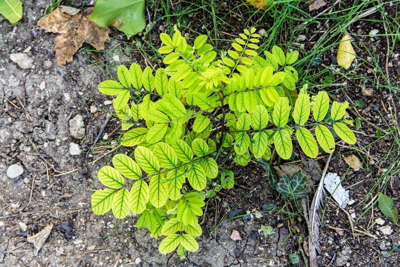 Изображение особи Robinia pseudoacacia.