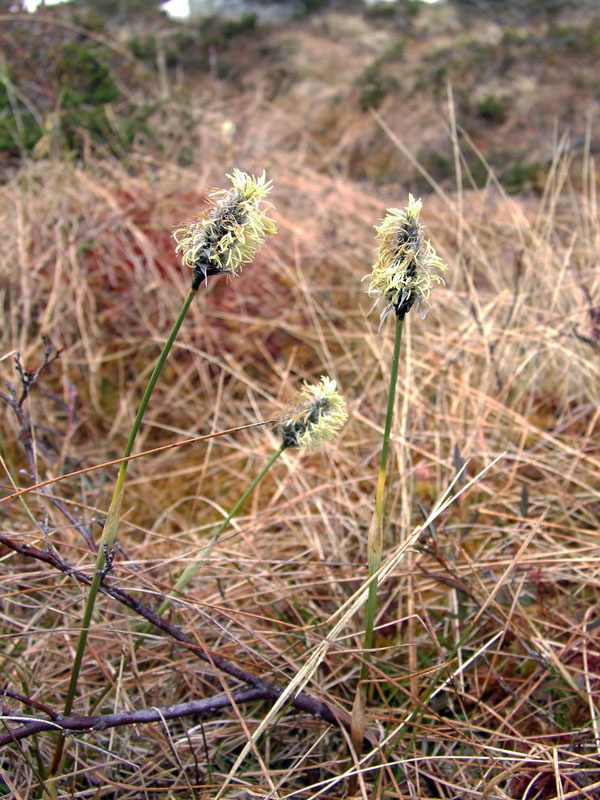 Изображение особи Eriophorum vaginatum.