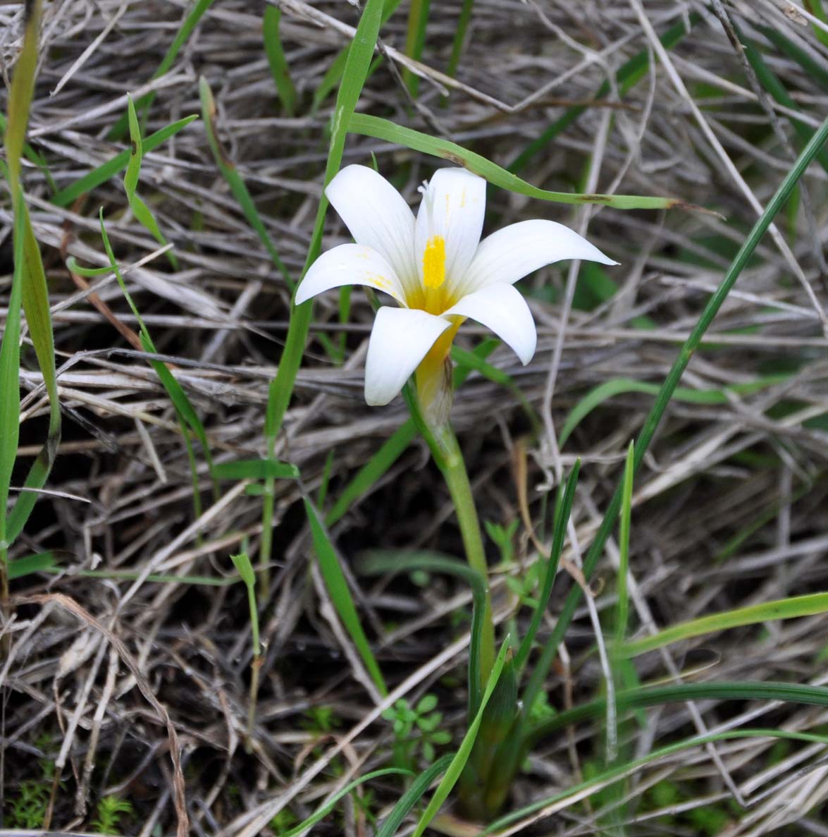 Image of Romulea tempskyana specimen.