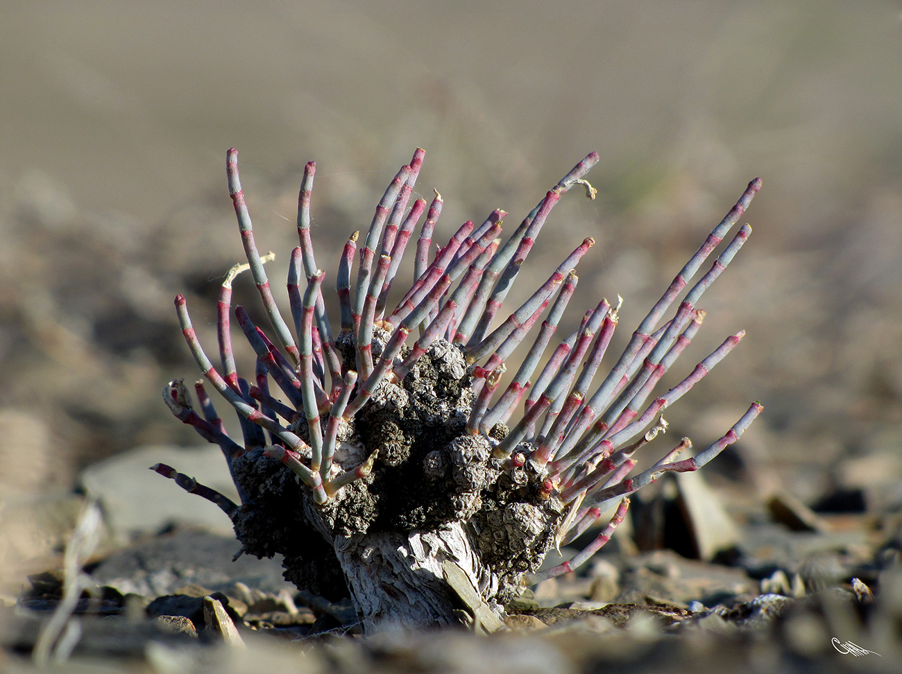 Image of Anabasis truncata specimen.