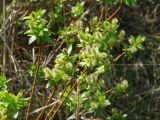 genus Salix