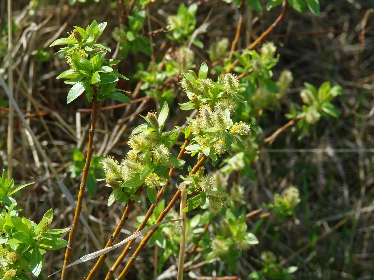 Image of genus Salix specimen.