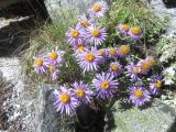 Aster serpentimontanus