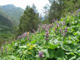 Phlomoides oreophila