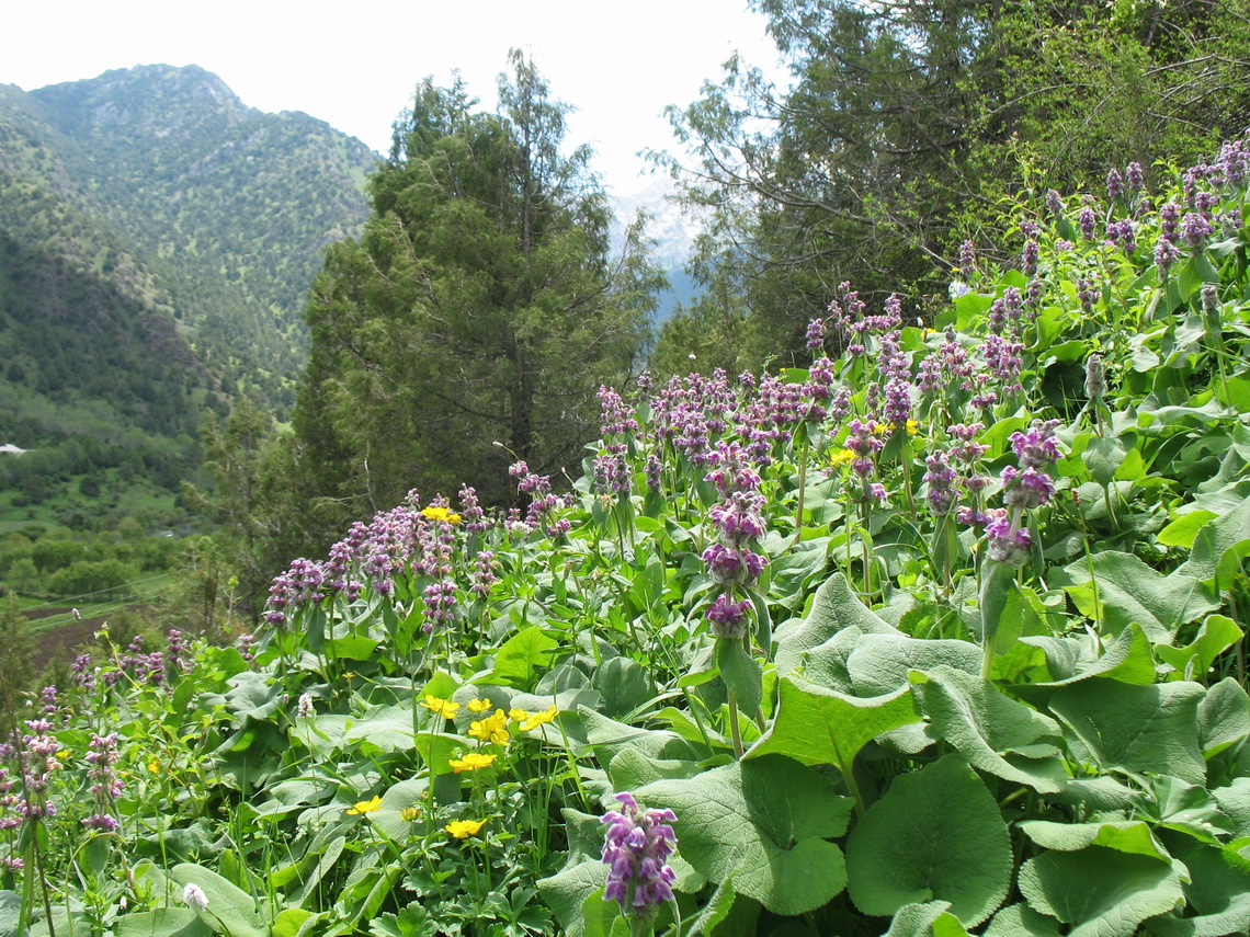 Image of Phlomoides oreophila specimen.