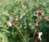 Arctium tomentosum. Верхушка плодоносящего побега с сидящей стрекозой. Казахстан, Восточно-Казахстанская обл., Уланский р-н, окр. с. Украинка, луг. 01.09.2007.