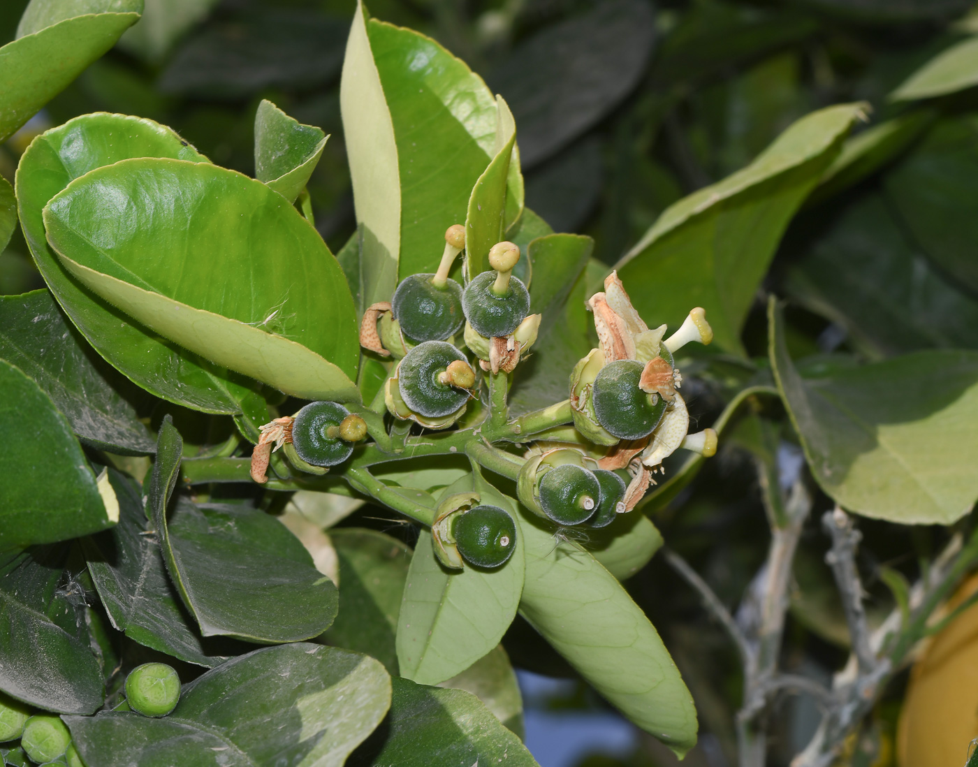 Image of Citrus maxima specimen.