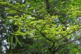 Larix kaempferi. Ветвь. Кировская обл., г. Киров, Ботанический сад Вятского государственного университета, в культуре. 07.07.2018.