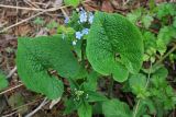 Brunnera macrophylla