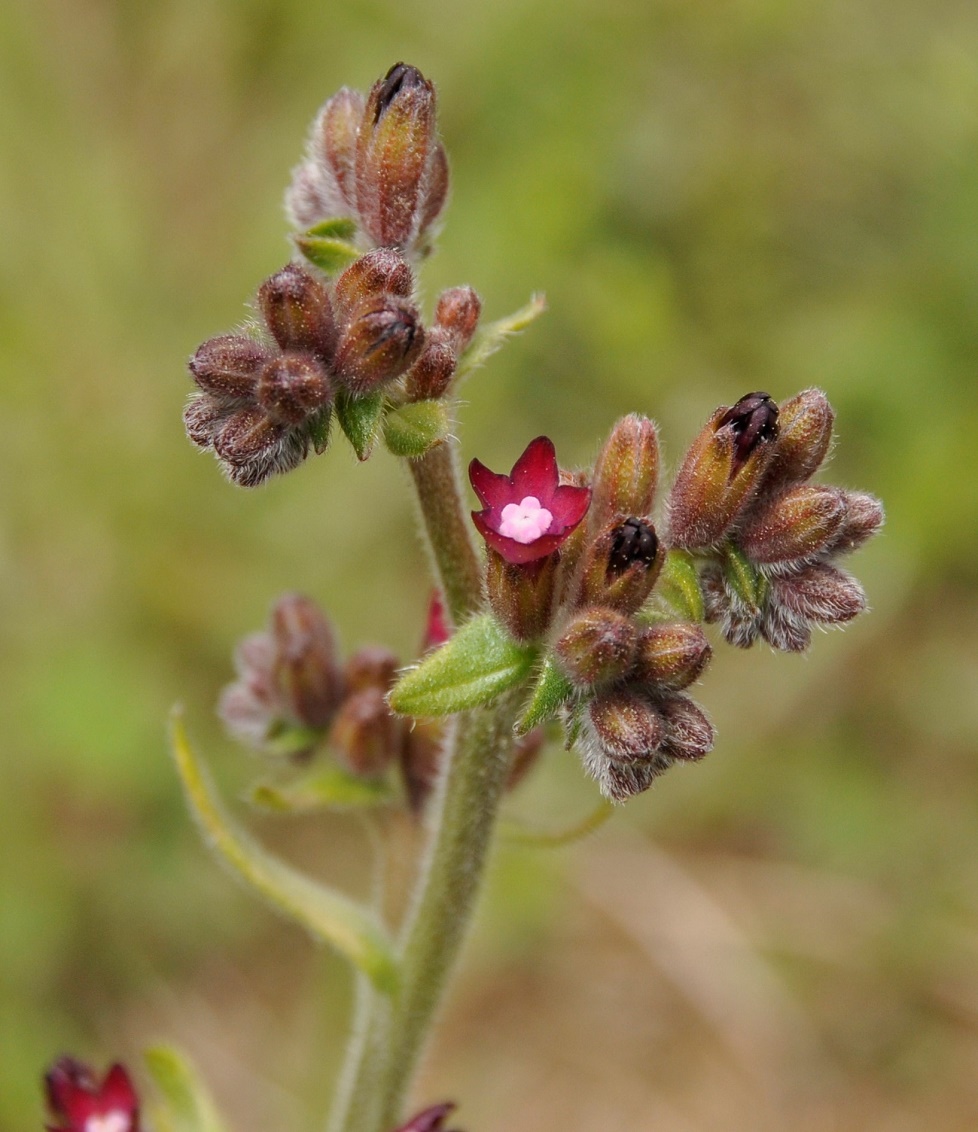 Image of Anchusa hybrida specimen.