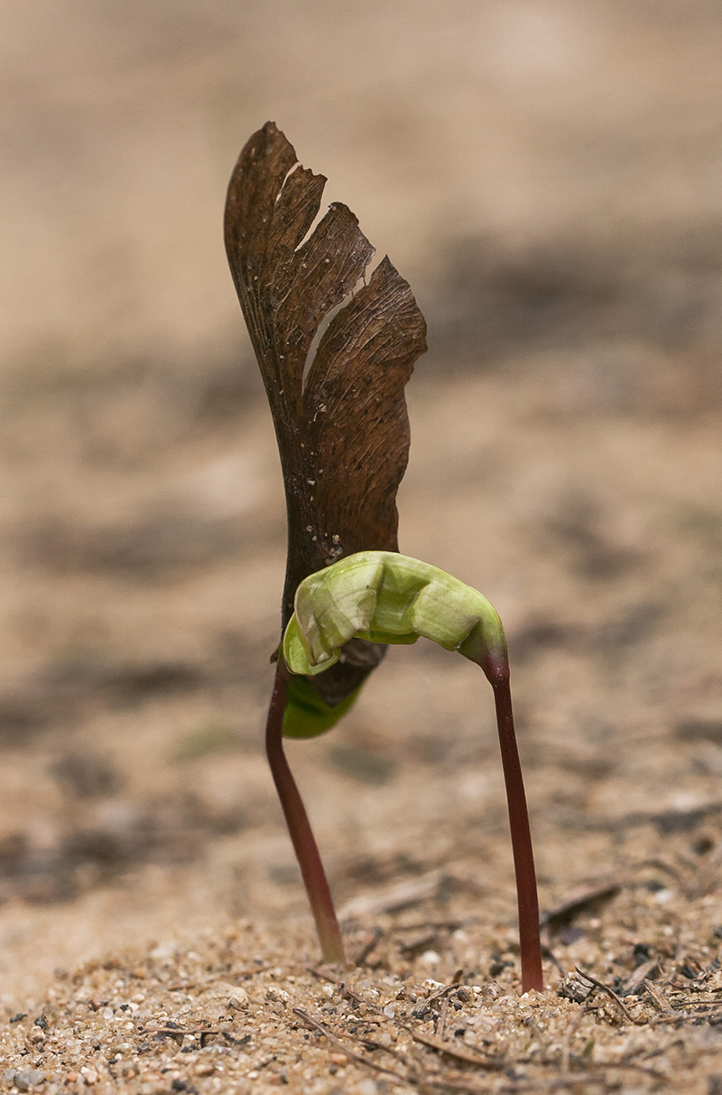 Image of Acer platanoides specimen.