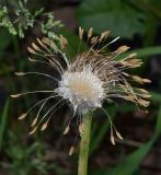 род Taraxacum