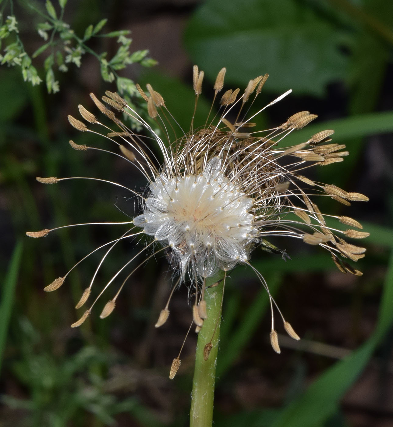 Изображение особи род Taraxacum.