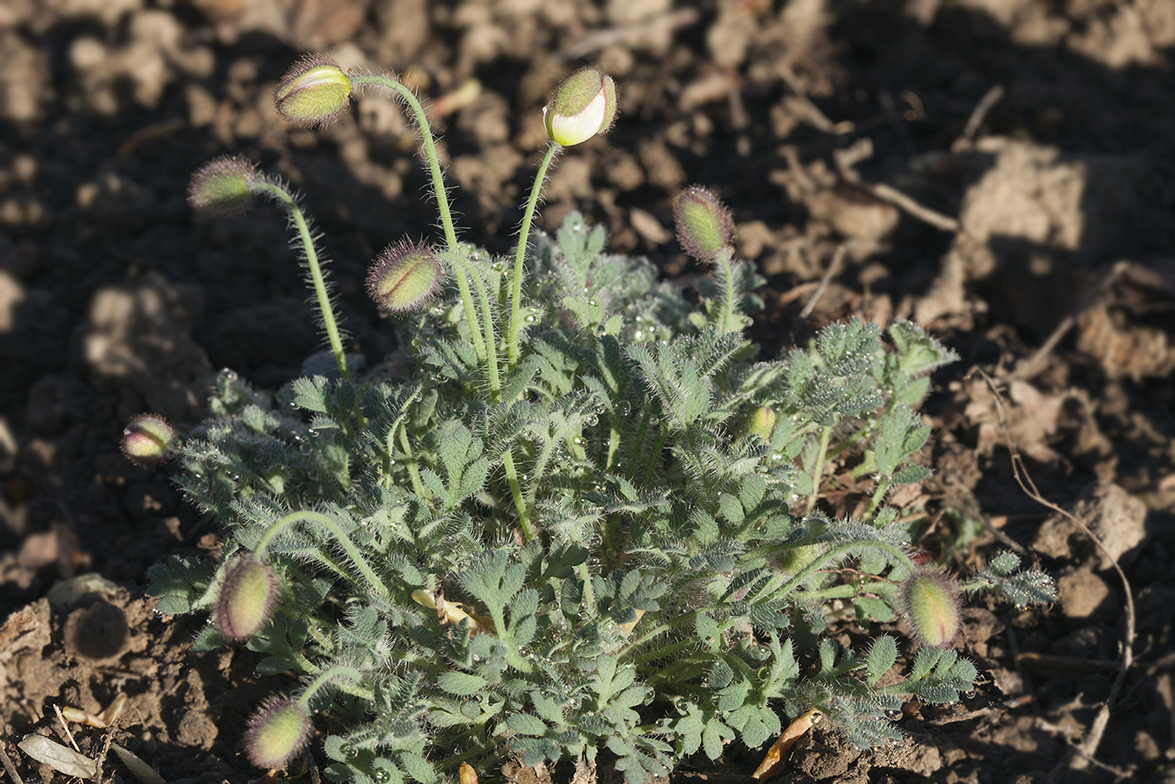 Изображение особи Papaver alboroseum.