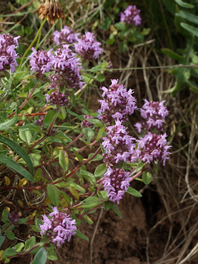 Image of Thymus ovatus specimen.