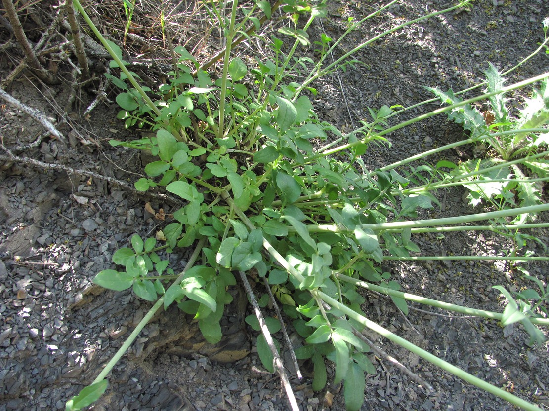 Image of Valeriana cardamines specimen.