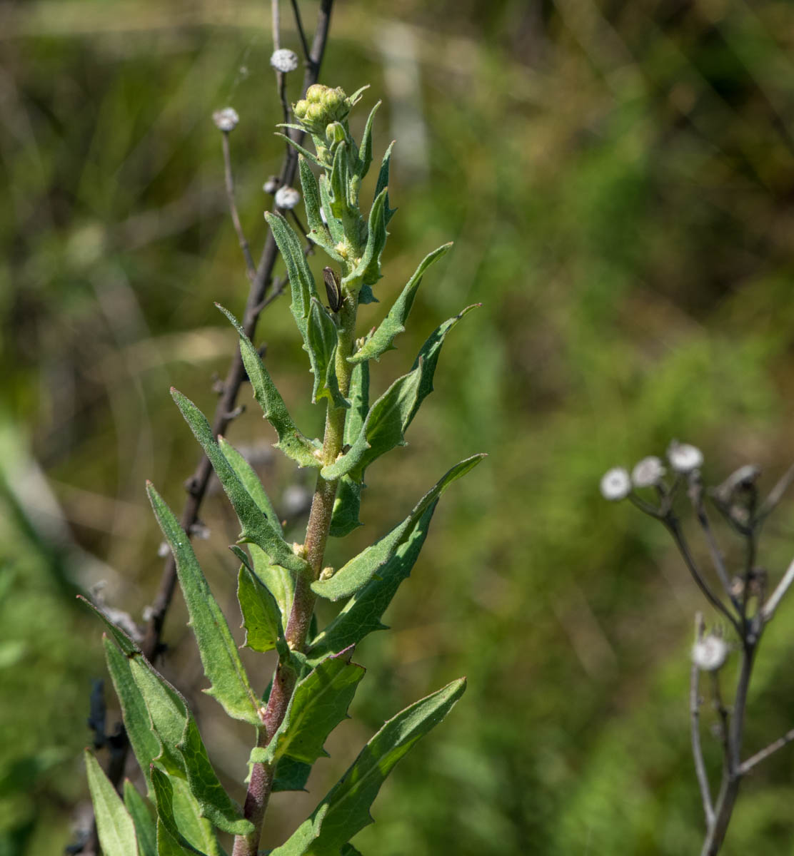 Изображение особи Hieracium virosum.