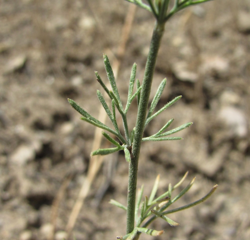 Image of Delphinium divaricatum specimen.