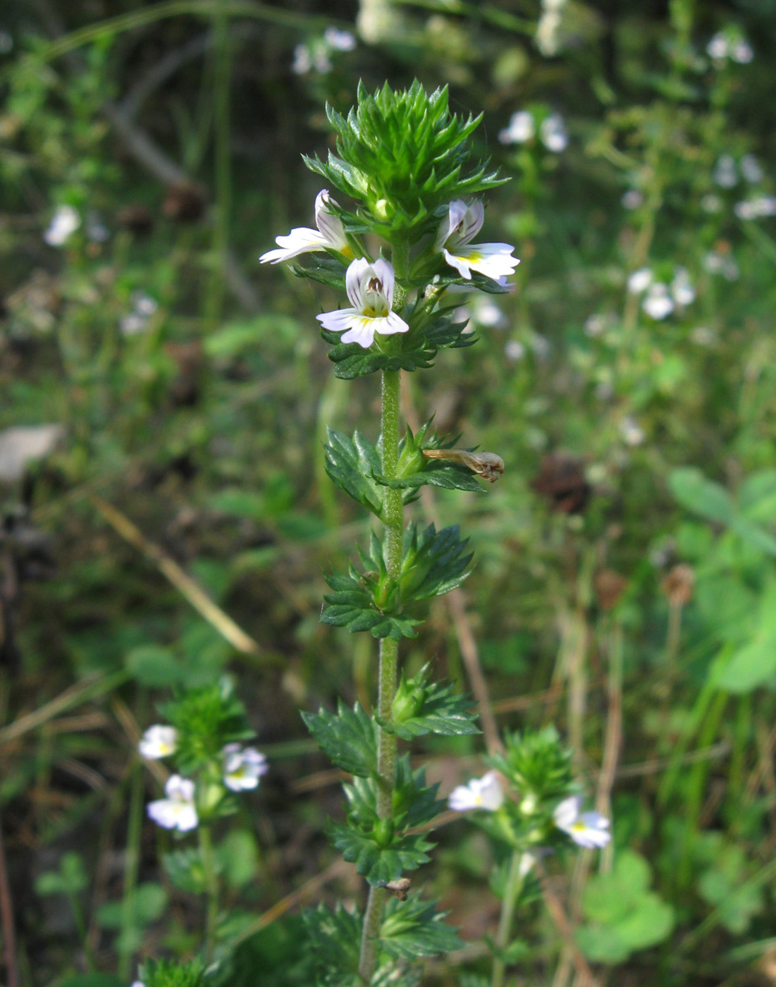 Изображение особи род Euphrasia.