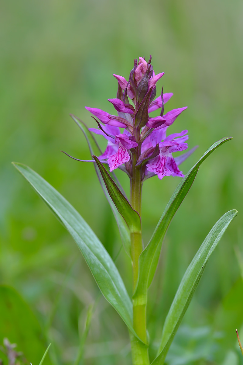 Image of Dactylorhiza euxina specimen.