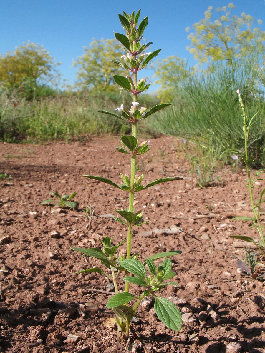 Image of Lallemantia royleana specimen.