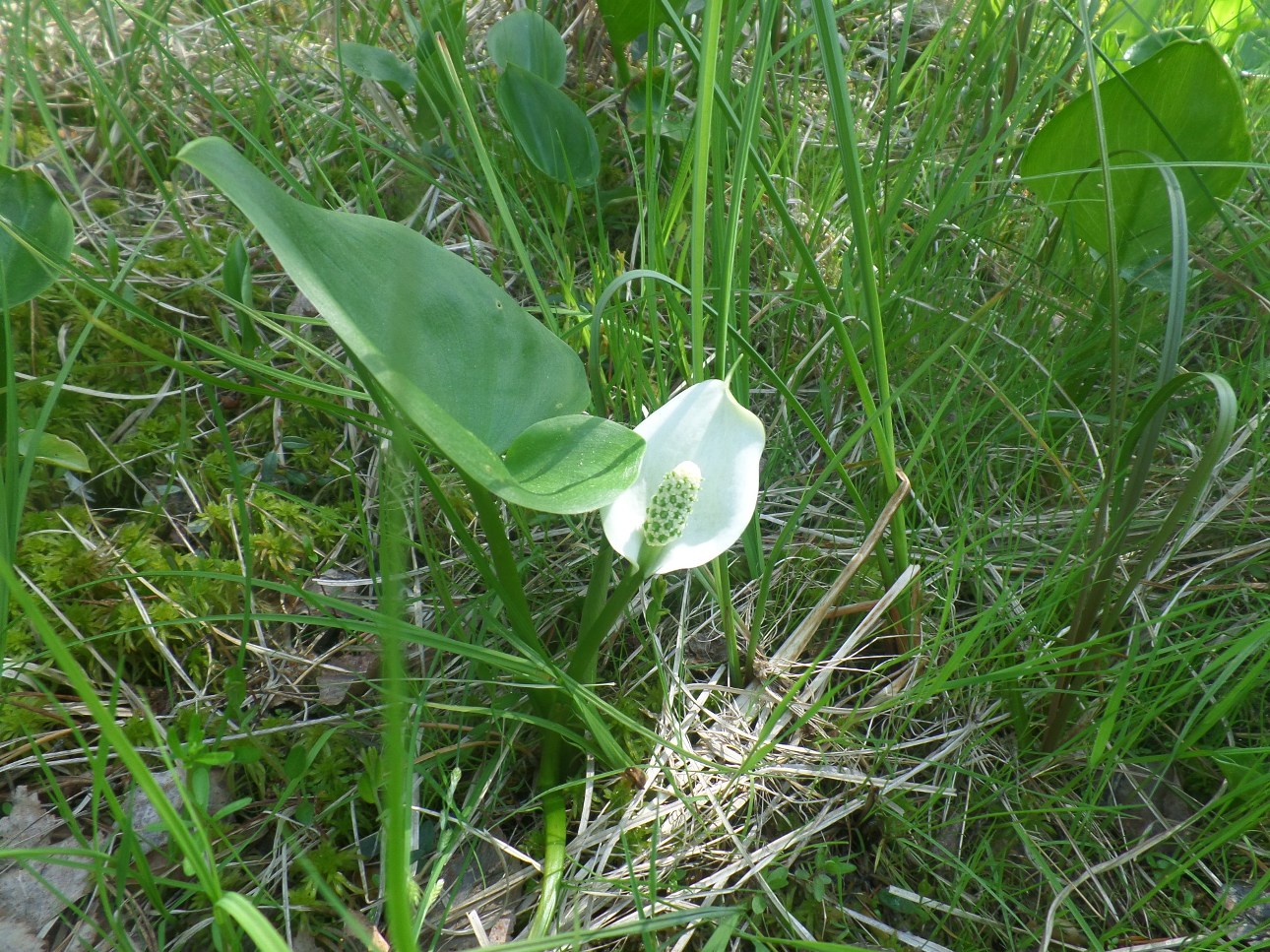 Изображение особи Calla palustris.