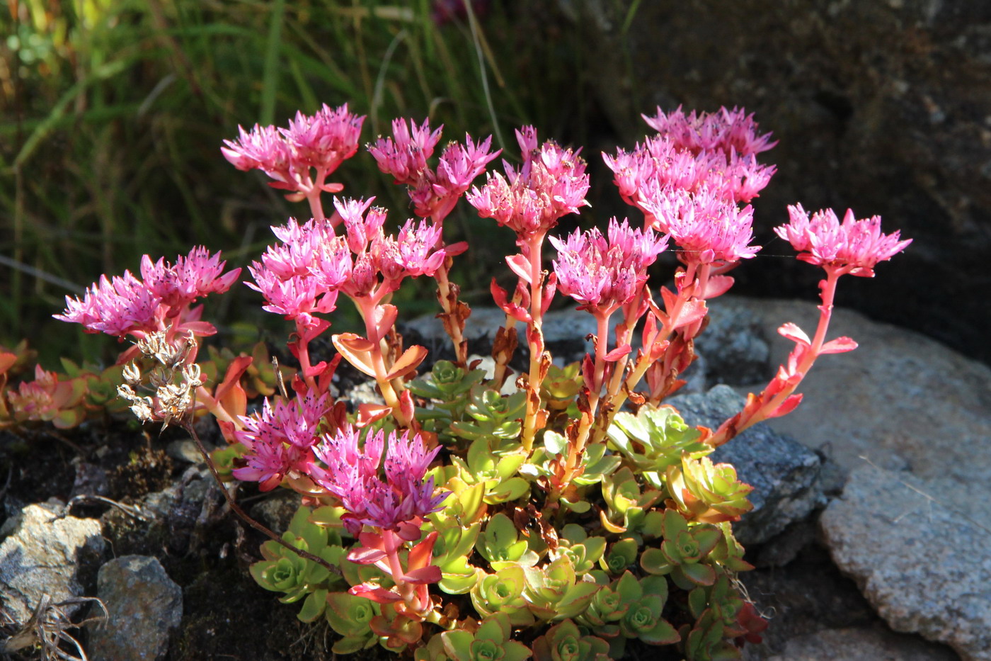 Изображение особи Sedum spurium.