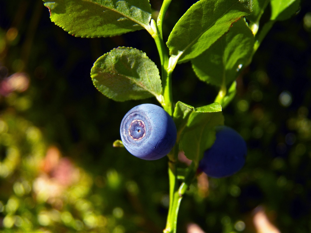 Изображение особи Vaccinium myrtillus.