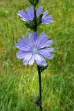 Cichorium intybus