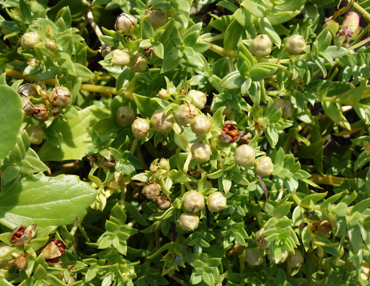 Image of Honckenya peploides ssp. major specimen.