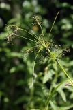 Scirpus sylvaticus. Соплодие. Карельский перешеек, окр. Сертолово, заболоченный участок на опушке леса. 08.07.2019.