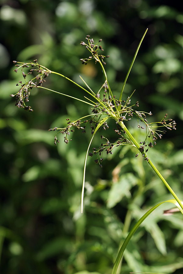 Image of Scirpus sylvaticus specimen.