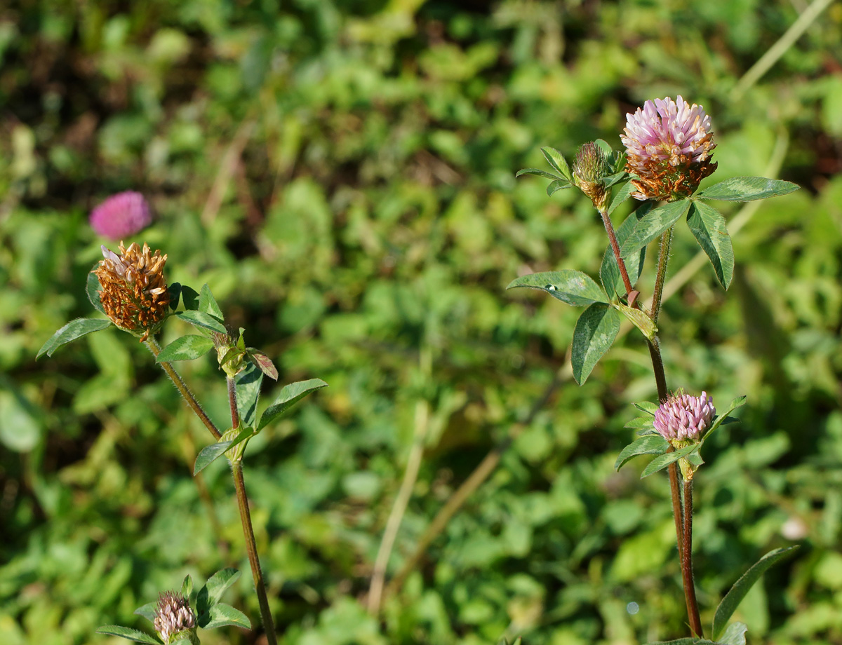 Изображение особи Trifolium pratense.