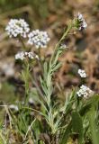 Lobularia maritima