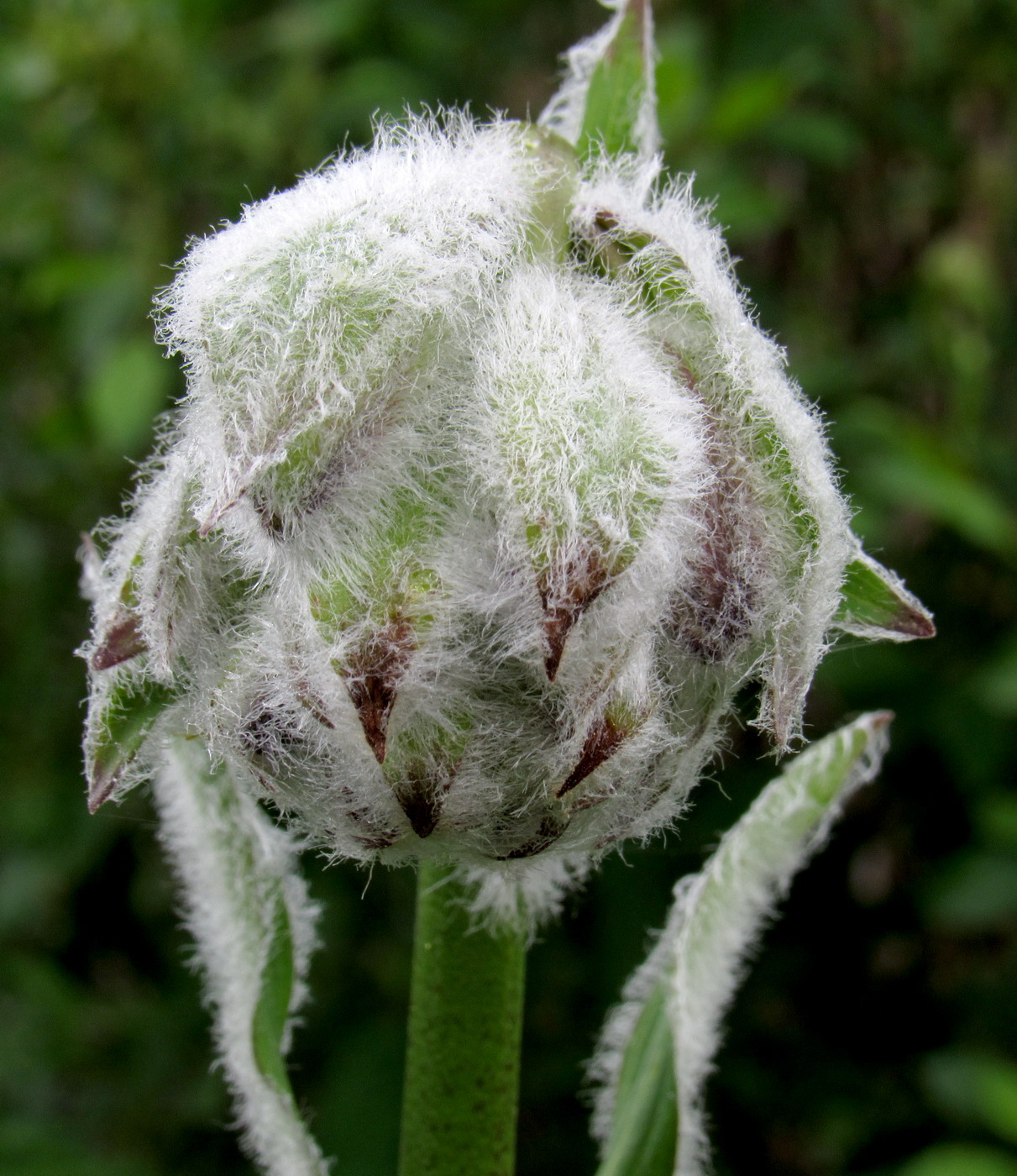 Image of Lilium pilosiusculum specimen.