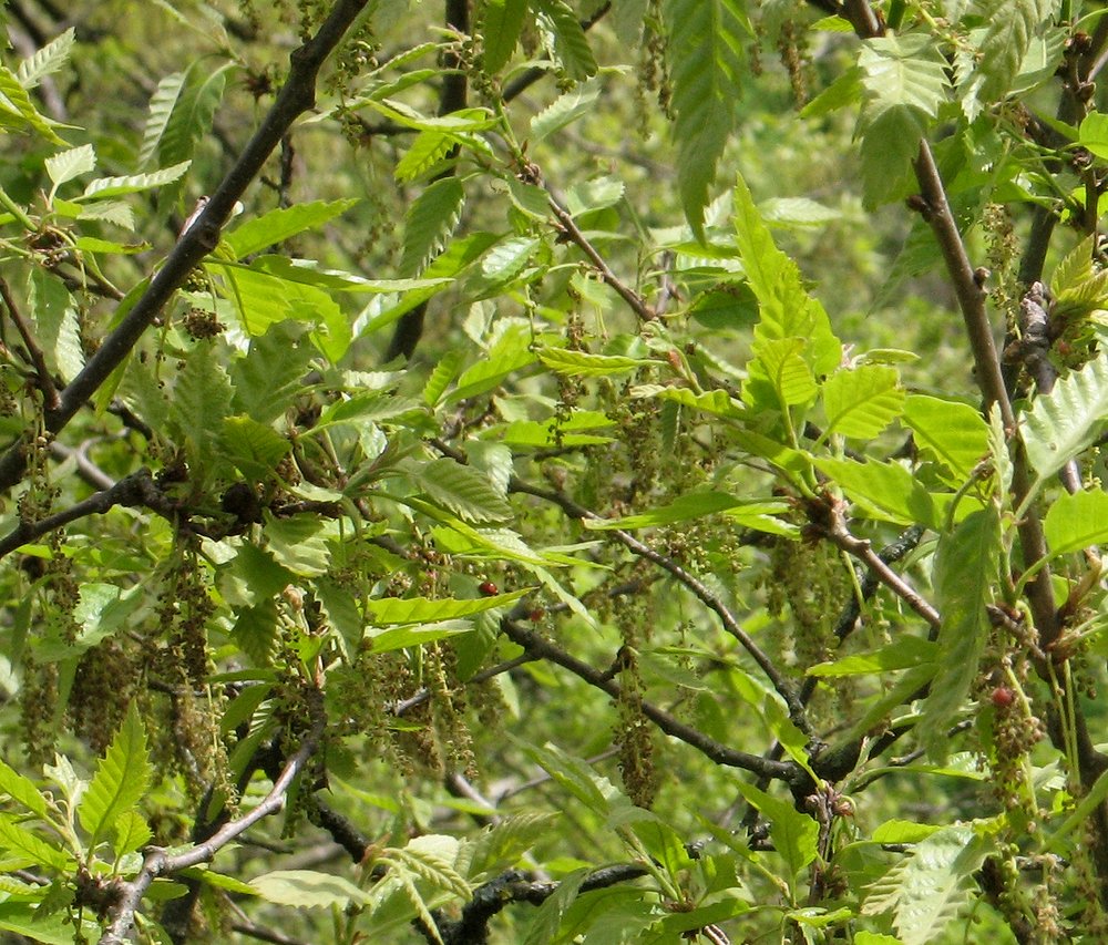 Image of Quercus castaneifolia specimen.