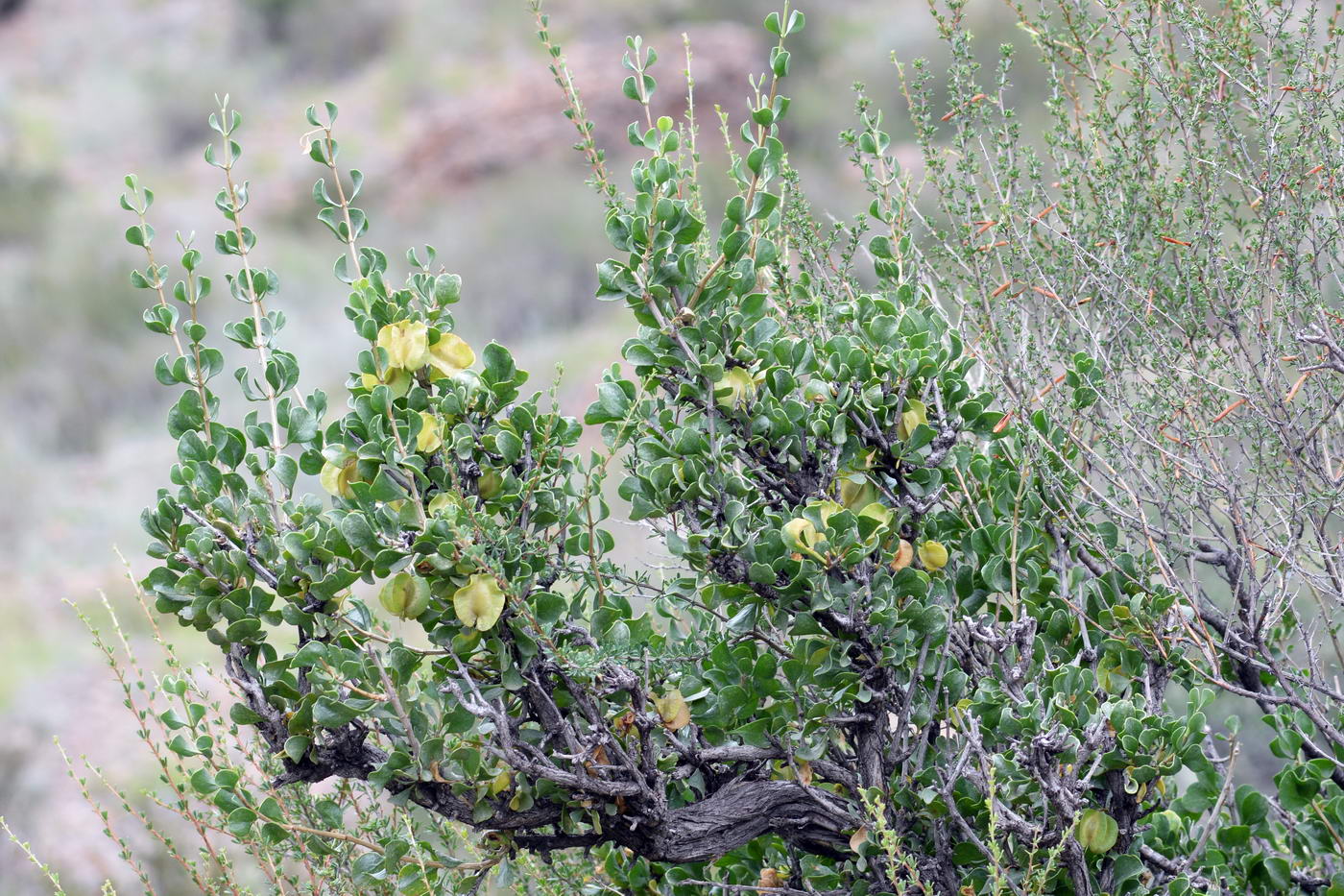 Image of Zygophyllum atriplicoides specimen.