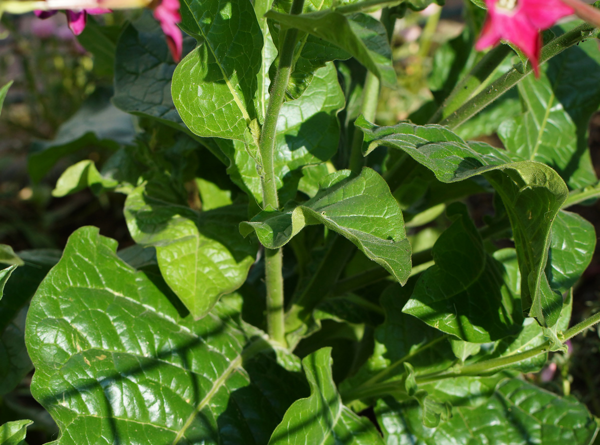 Image of Nicotiana alata specimen.
