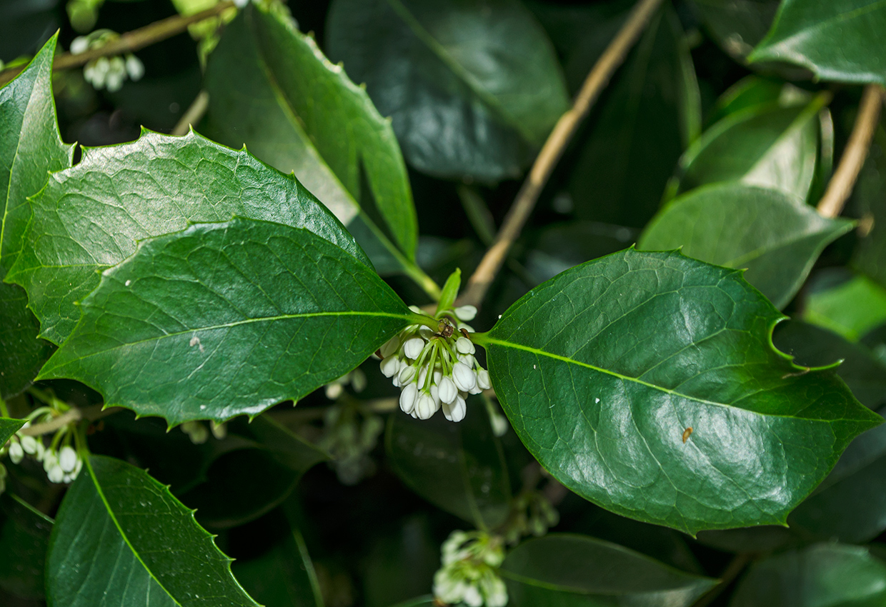 Image of Osmanthus &times; fortunei specimen.