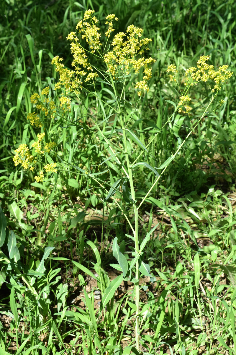 Image of Isatis tinctoria specimen.