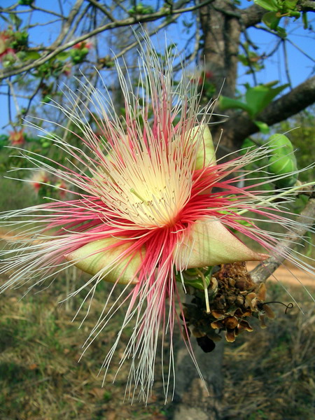 Image of Careya arborea specimen.