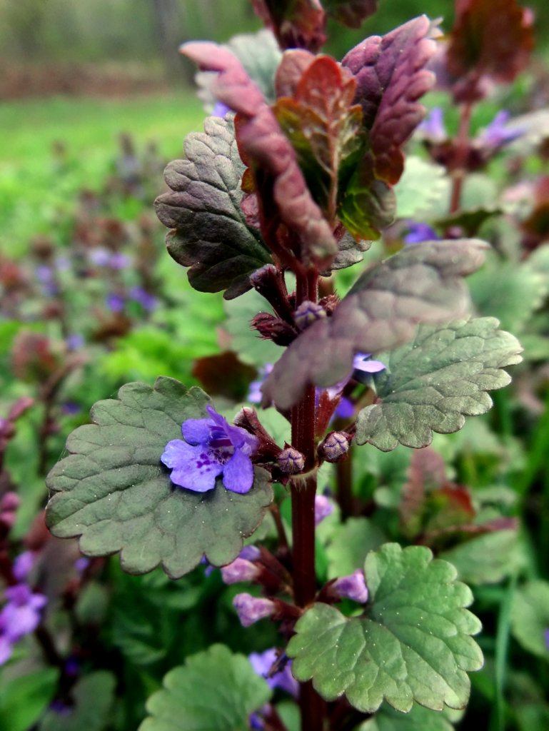 Image of Glechoma hederacea specimen.