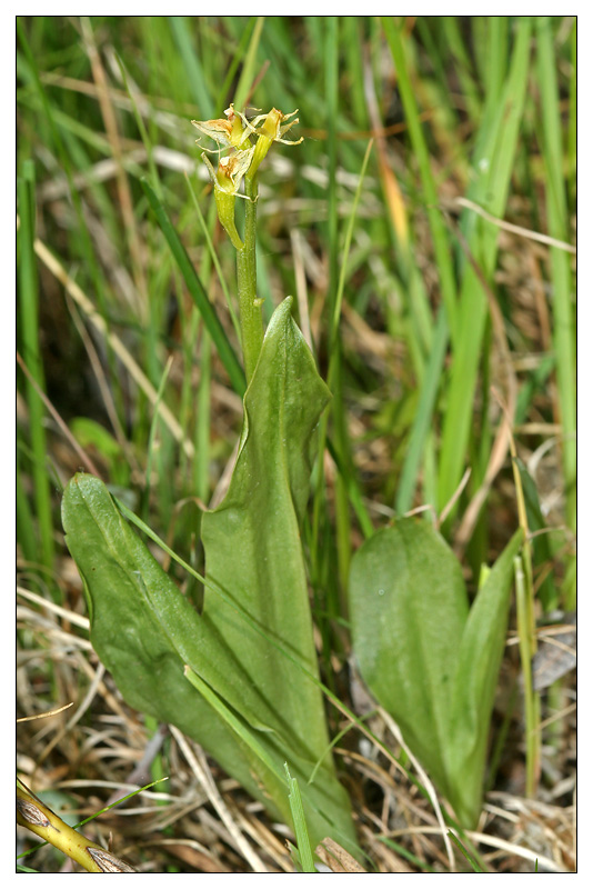 Image of Liparis loeselii specimen.