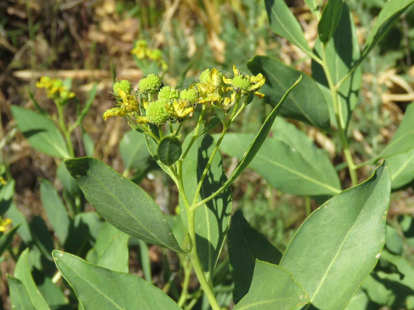 Image of Haplophyllum latifolium specimen.