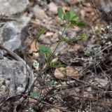 Смотреть изображение Trigonella striata