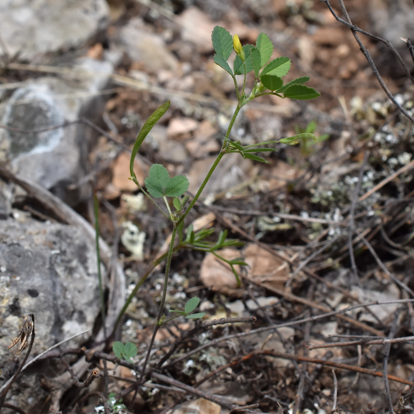 Изображение особи Trigonella striata.