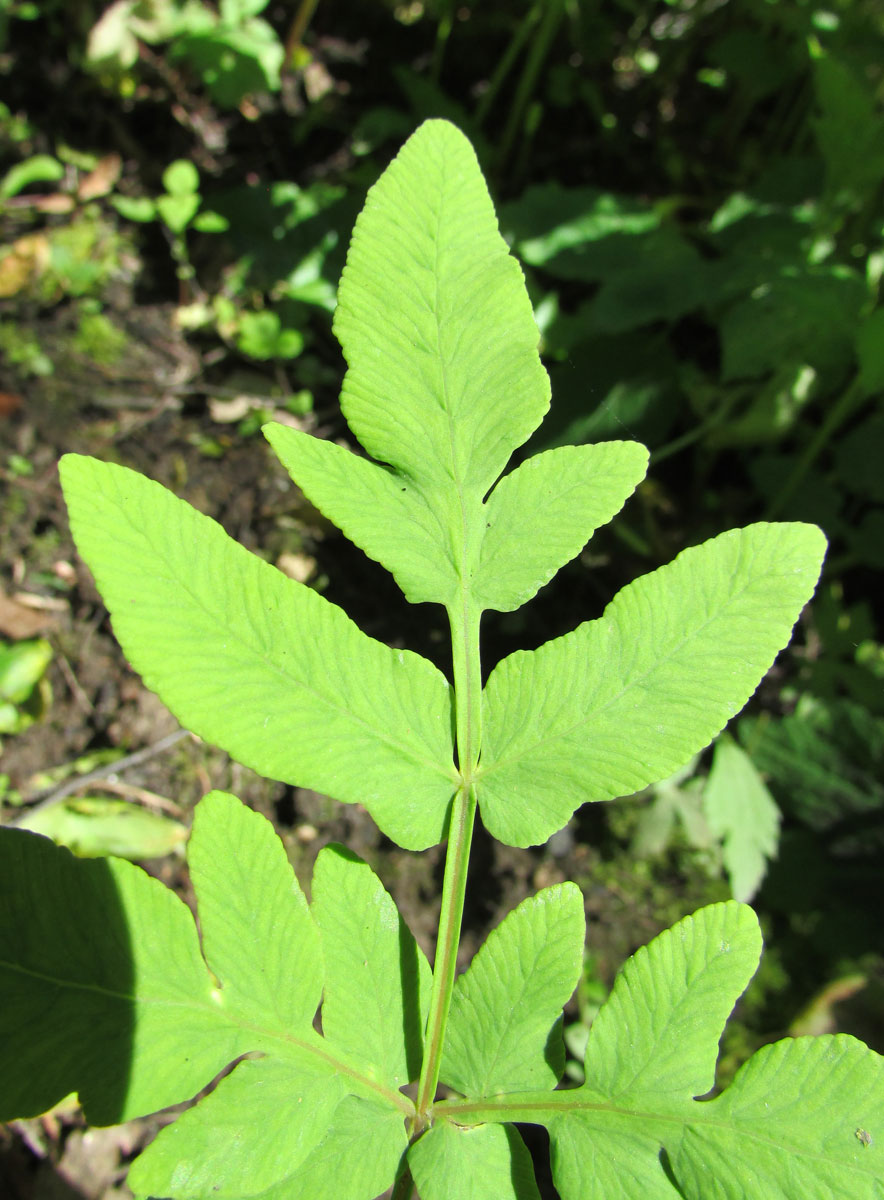 Image of Osmunda japonica specimen.